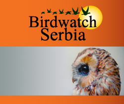 Bird watch Serbia