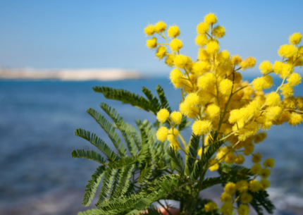 Budva i Herceg Novi - Dani mimoze